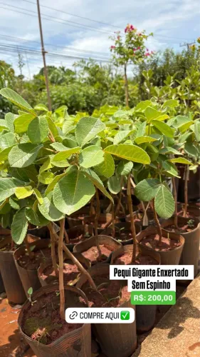 Muda de Pequi Gigante Enxertado sem Espinho 