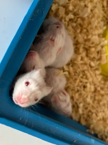 Hamster Sírio 