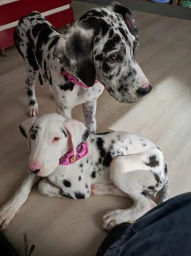 Vendo 2 filhotes femeas de dogue alemão gigantes com pedigree com 8 meses pais campeões 