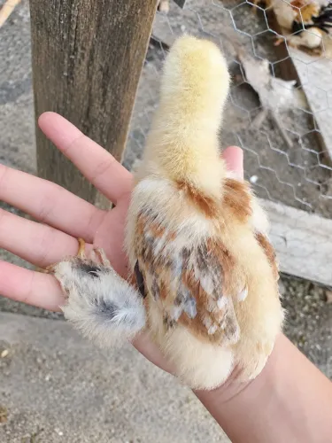 Pintinhos brahma