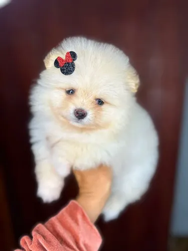 Lulu da pomerania