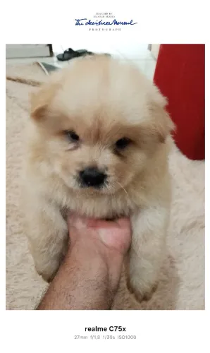 Filhote de Chow Chow 45 dias