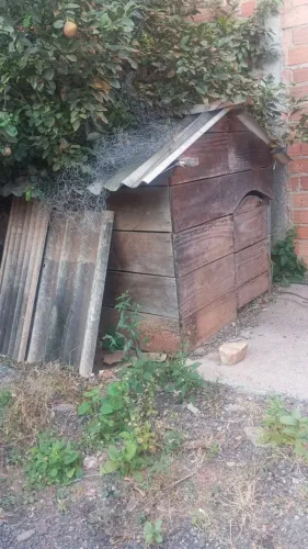 Vendo casinha de cachorro