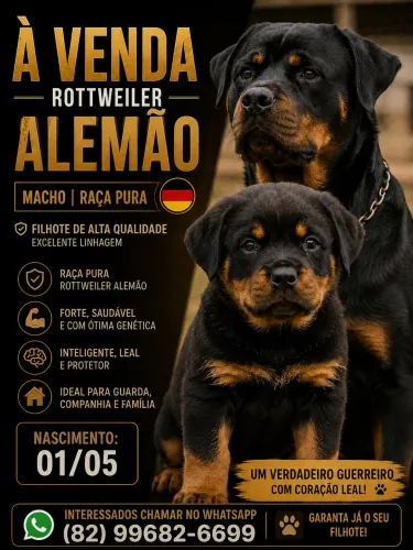 Rottweiler raça pura 