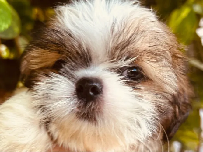 Shihtzu fêmea disponível
