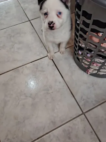 Vendo fêmea husky siberiano