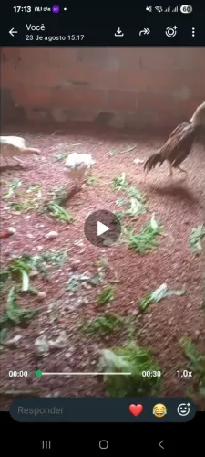 Galinha Índia Branca raça pura