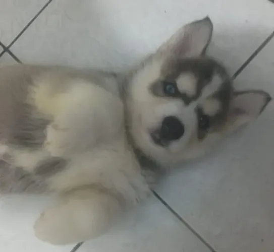 Husky Siberiano 1.800 em Votuporanga-SP com pedigree .
