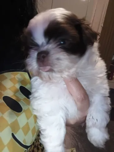 Shitzu bebê.