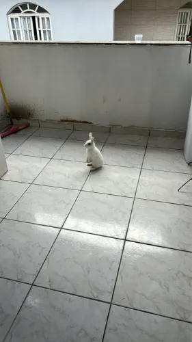 Coelho lindo procurando um novo lar
