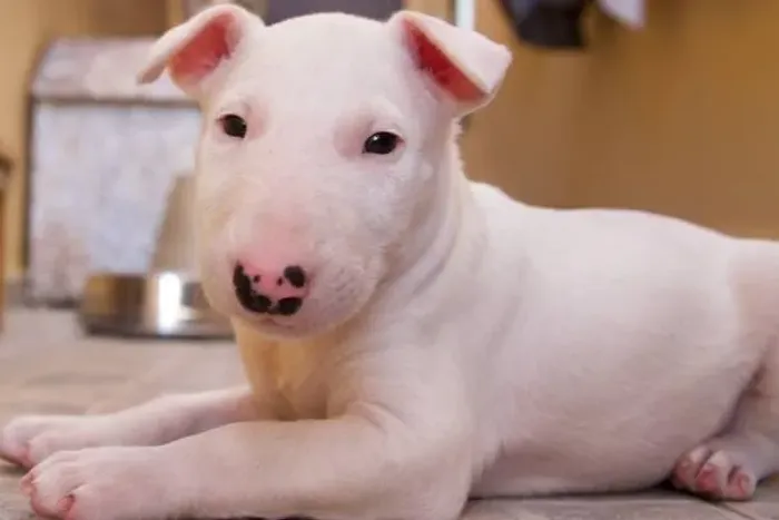 Bull Terrier de Excelente Padrão ?