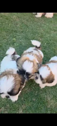 Vendo filhotes raça Shih Tzu
