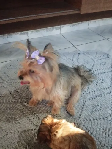 Filhotes yorkshire terrier