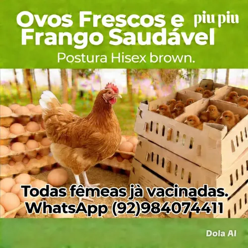Pintinhos de poedeira isa bronw