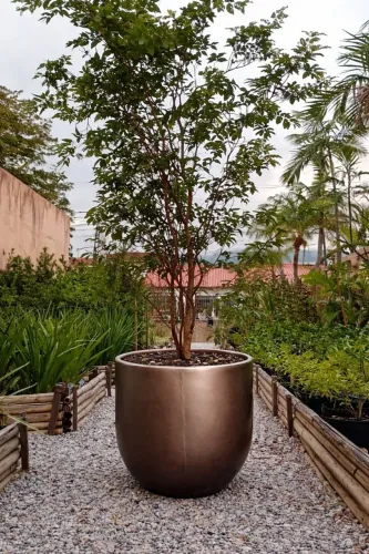 Jabuticabeira em Vaso Premium ?<br>Transforme seu ambiente com elegância