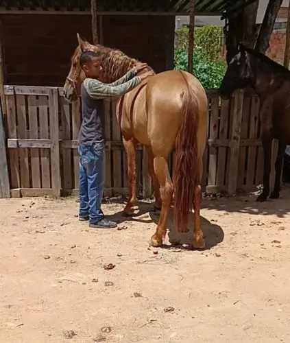Animal