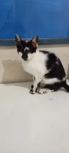 Gatinha filhote