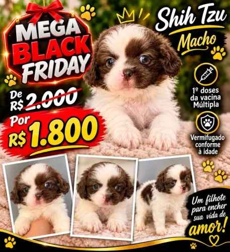 Shitzu macho l