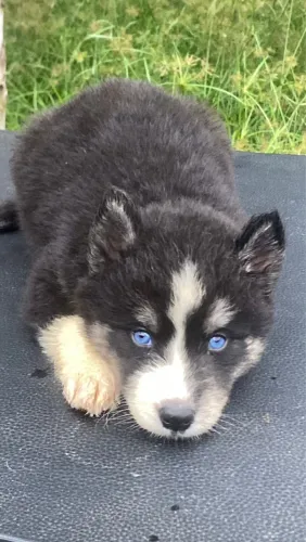 Husky siberiano hoje com cores exóticas nunca visto