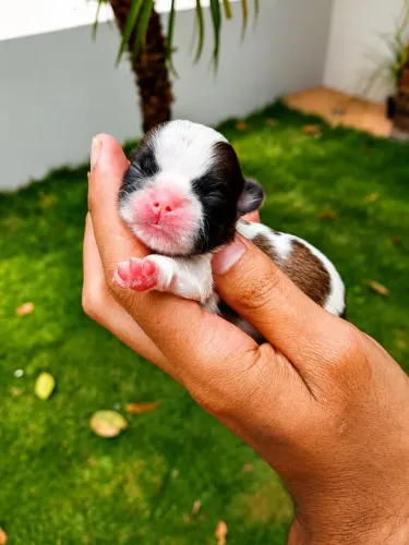 MINI SHIHTZU