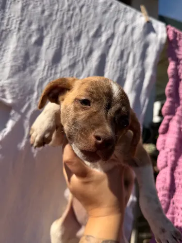 Cachorros Machos para doação 