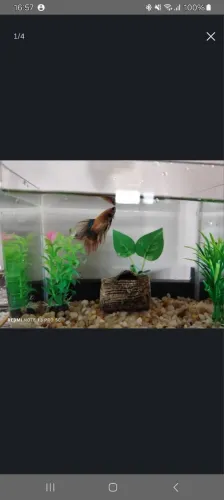AQUÁRIO DE VIDRO CURVO 5L