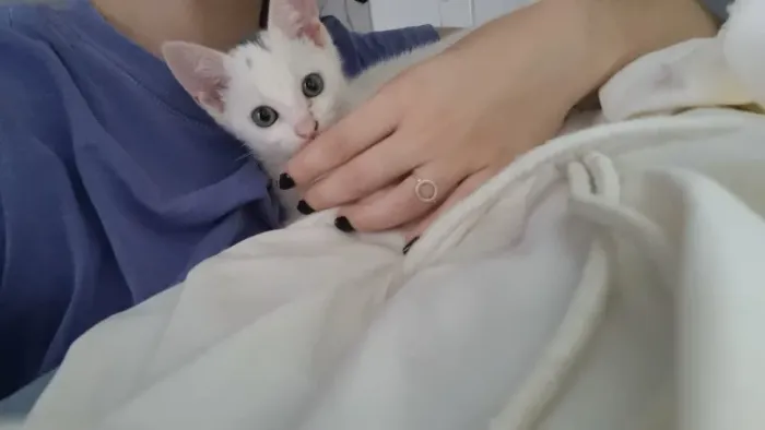 Gata filhote para adoção