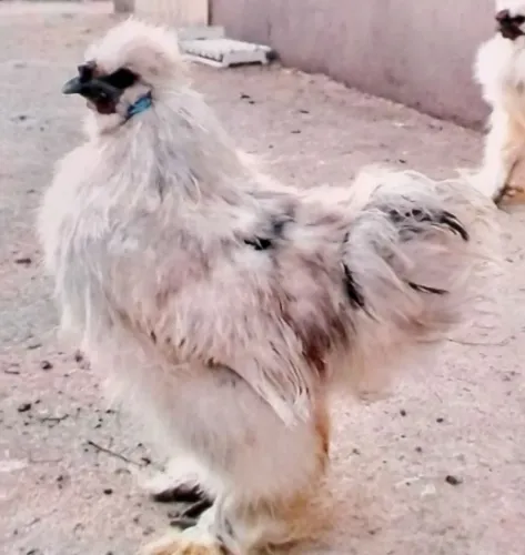 Galo sedosa do Japão (Silkie)
