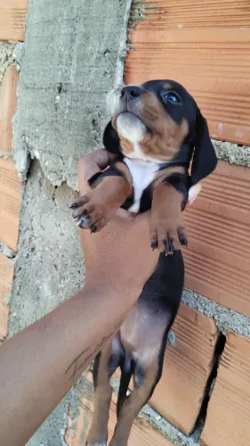 Vendo filhote FÊMEA Dachshund (salsicha)