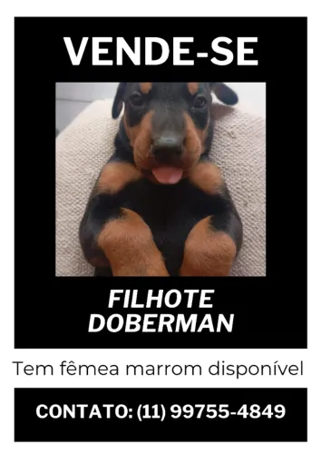 Filhote Doberman 