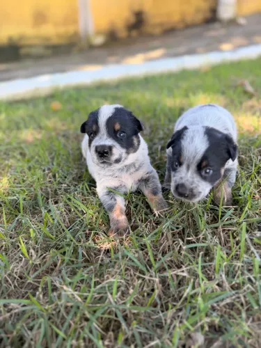 Lindos filhotes de blue Heller