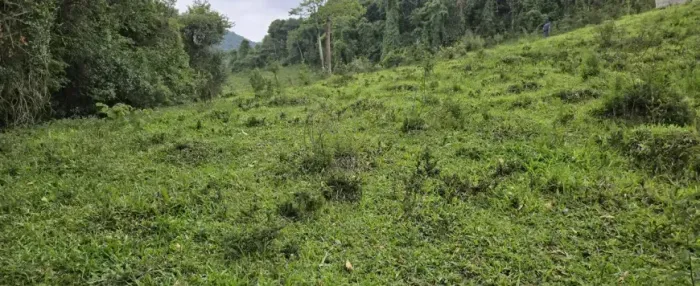 Um Lugar Lindíssimo na Mantiqueira! Chácara de 4.000m², Delfim Moreira, Sul de Mnas Gerais