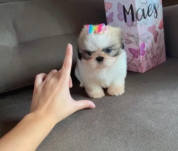 Shitzu Mine fêmea