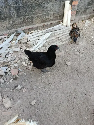 galinhas Gigante negro já pondo