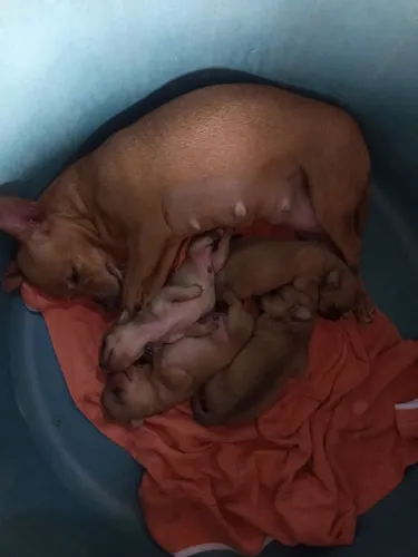 vence cachorro pinscher número 1