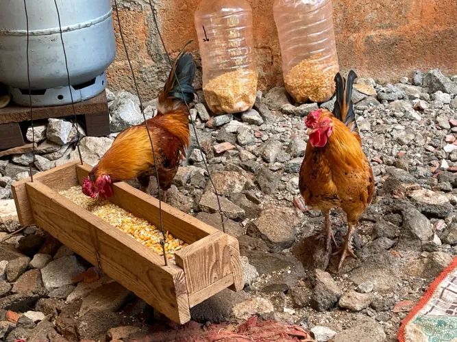 Galinhas e Galos Garnisés R$50,00 cada a retirar