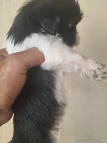 Vendo filhote shitzhu micro mini fêmea