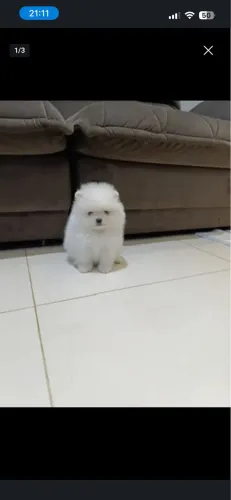 Spitz alemão