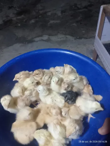 Pintinhos raças mista