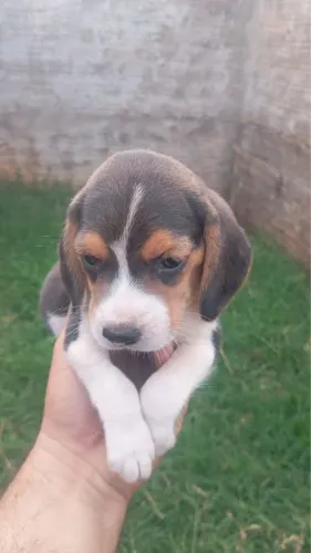 Beagle PROMOÇÃO
