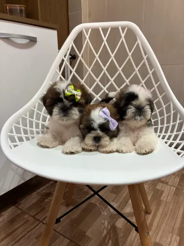 Filhotes de shih tzu puro
