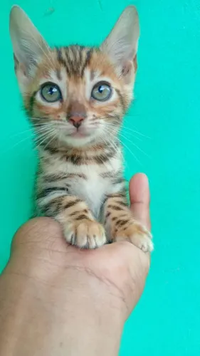 Gatos Bengal