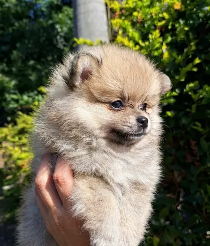 Filhotes Spitz alemão (Lulu)