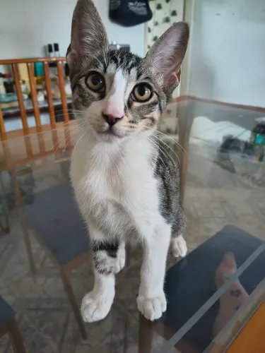 Doação Gato Macho