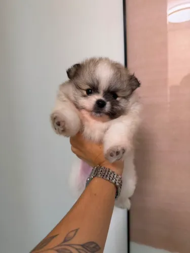Vende-se spitz alemão 