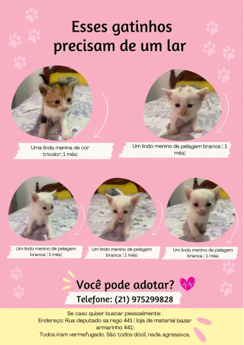 Adoção gatinhos