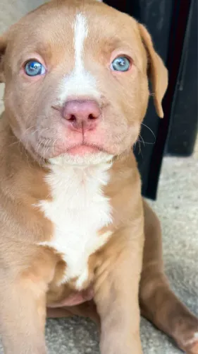 Pit bull (red mouse) avós pit monster, $800