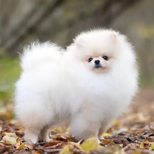 Lulu da pomerania 