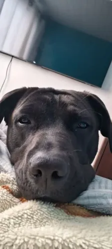 Doação cruza de Pitbull e Golden 