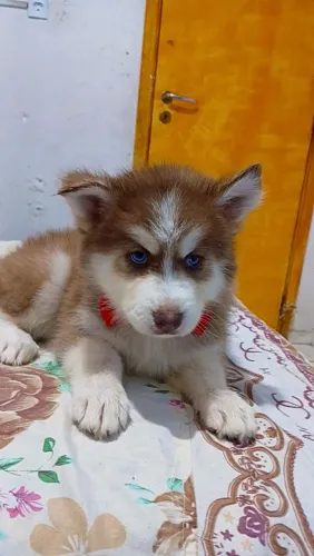 Husky Siberiano fêmea menor preço 